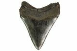 Fossil Megalodon Tooth - Georgia #158743-2